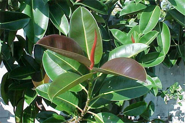 印度橡皮樹(shù)
