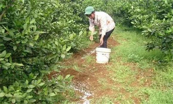 秋季宜增施磷、鋅肥