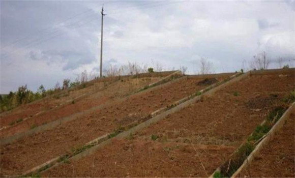 當地的土壤特性