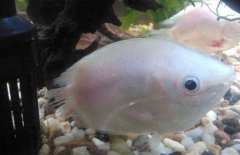 接吻魚(yú)為什么接吻？