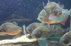 紅腹水虎魚吃什么，紅腹水虎魚怎么養(yǎng)？