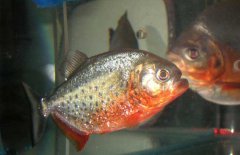 水虎魚怎么養(yǎng)，水虎魚的養(yǎng)殖方法