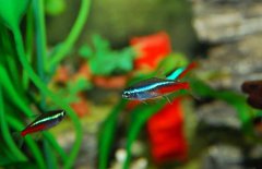 紅綠燈魚吃什么食物？紅綠燈魚怎么養(yǎng)殖好