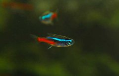 霓虹燈魚怎么養(yǎng)？霓虹燈魚形態(tài)特征