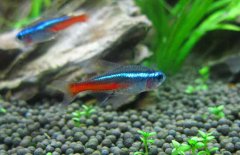 紅綠燈魚怎么養(yǎng)，紅綠燈魚的仔魚如何管理