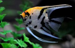 神仙魚和什么魚混養(yǎng)好，神仙魚怎么養(yǎng)？