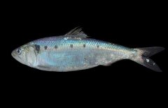 沙丁魚吃什么食物？沙丁魚產(chǎn)自什么地方？