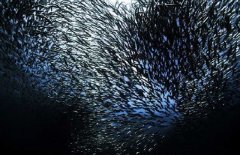 沙丁魚是深海魚嗎，常見深海魚有哪些？