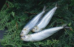 沙丁魚(yú)是什么魚(yú)，沙丁魚(yú)產(chǎn)地哪里？