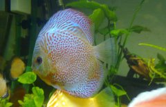 七彩神仙魚混養(yǎng)什么魚好 七彩神仙魚怎么養(yǎng)？