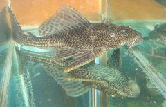 清道夫魚怎么繁殖？