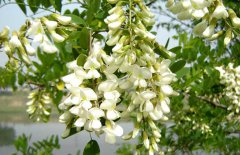 孕婦能吃槐花嗎？