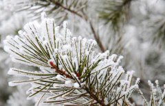 雪松和云杉的區(qū)別你知道嗎？