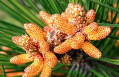 松花粉能減肥嗎？