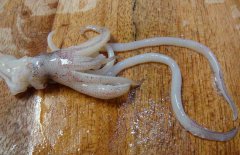 魷魚和什么相克？