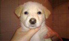 犬瘟熱的癥狀有哪些？犬瘟熱的防治與預(yù)防方法