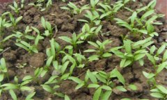 香菜一般在幾月播種，香菜重茬幾年才可以種植