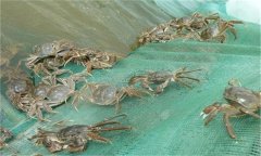 河蟹能活多久、吃什么，螃蟹脫離水可以活幾天