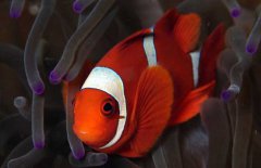 小丑魚(yú)吃什么飼料？