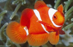 小丑魚(yú)是什么魚(yú)？