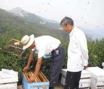 養(yǎng)蜂八月秋繁要注意些什么？