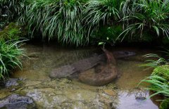吃娃娃魚(yú)犯法嗎？