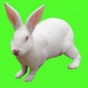 獺兔飼養(yǎng)管理技術(shù)的難點和重點，共六點