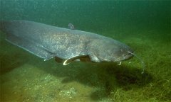 鯰魚(yú)養(yǎng)殖條件和要求 鯰魚(yú)屬于無(wú)鱗魚(yú)嗎？