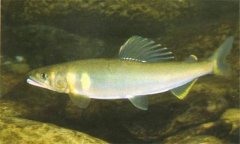 香魚是什么魚，香魚的主要產(chǎn)地在哪里？
