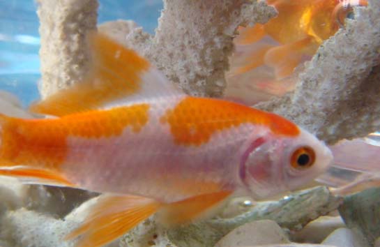 金魚(yú)不喂食會(huì)餓死嗎