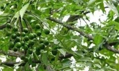 川楝簡(jiǎn)介 川楝的栽培管理技術(shù)