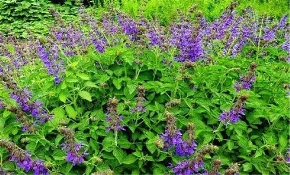 丹參種植技術與栽培管理要點