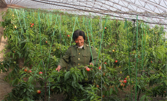 油桃種植技術