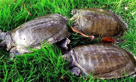 甲魚(yú)養(yǎng)殖技術(shù)