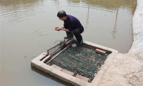 魚(yú)塘水質(zhì)調(diào)節(jié)