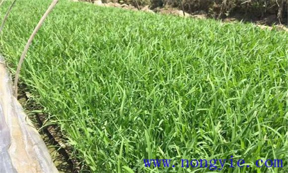 大棚黃瓜、水稻、菠菜高效種植模式簡介