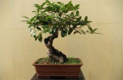 家庭陽(yáng)臺(tái)盆栽桂花如何養(yǎng)護(hù)？