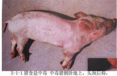 豬食鹽中毒癥狀是什么，怎樣防治豬食鹽中毒？