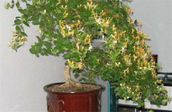 盆栽金銀花種植技術(shù)