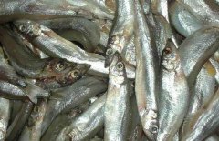 多春魚的產地在哪里？多春魚如何養(yǎng)殖