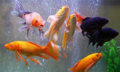 錦鯉魚養(yǎng)幾條好 養(yǎng)錦鯉的風(fēng)水有哪些說(shuō)法