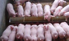 如何治療斷奶后仔豬腹瀉，有哪些預(yù)防措施？