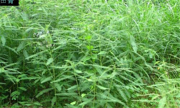 田菁種植技術