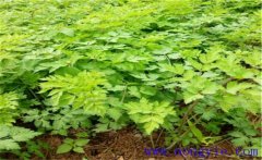 當歸種植多久采收？當歸需要什么樣的生長條件