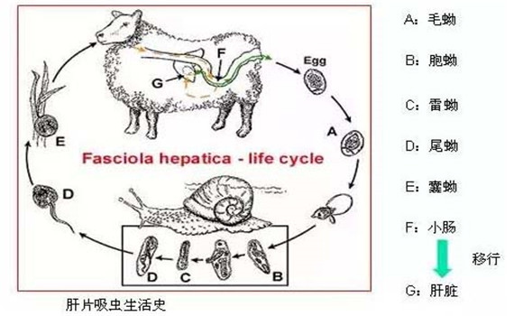 羊肝片吸蟲(chóng)病傳染嗎？
