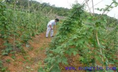 種植葛根如何管理？葛根田間管理技術(shù)要點(diǎn)