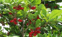 神秘果種植、繁殖與病蟲(chóng)害防治技術(shù)