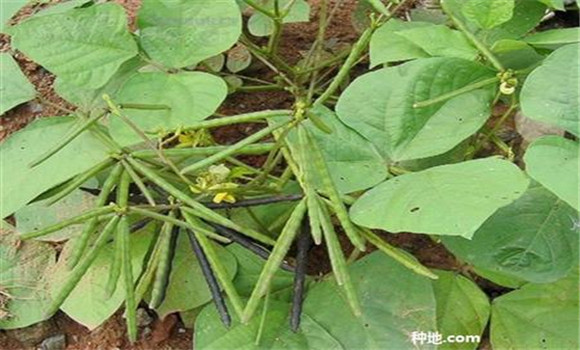 綠豆如何種能高產(chǎn)？