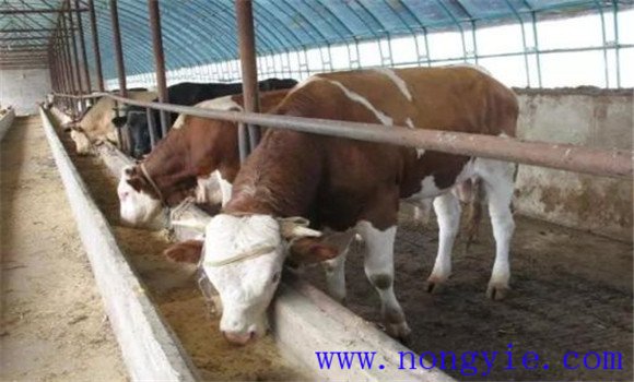 肉牛的精、粗飼料比例