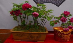 牡丹盆景的養(yǎng)護方式、管理與觀賞